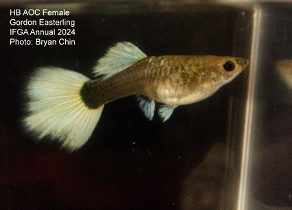 female guppy hb aoc